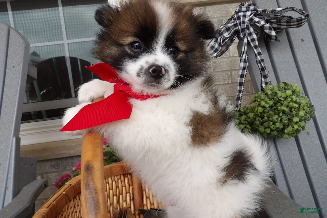 Gallery Image {{count}}