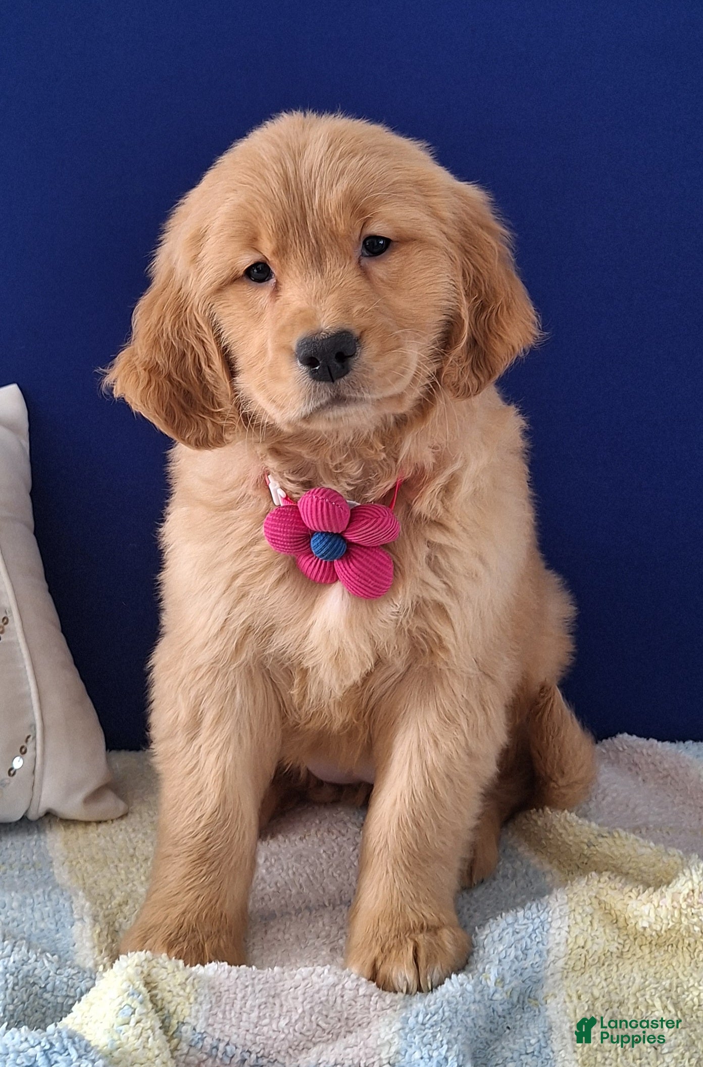 Golden Retriever dogs Waverly - Ad 17