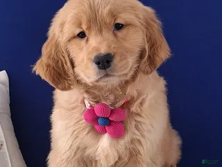 Golden Retriever dogs Waverly - Ad 17