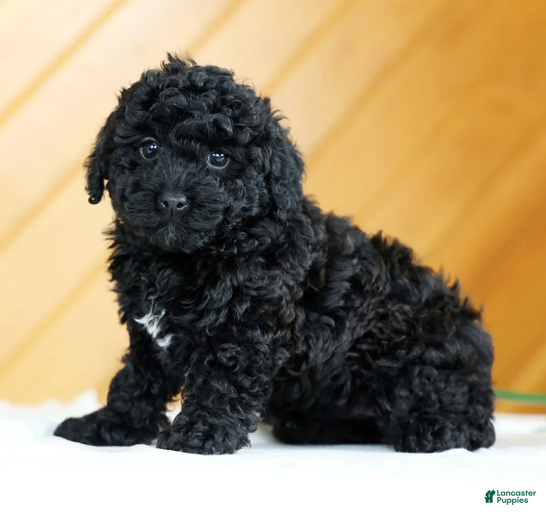 Toy Poodle dogs for sale: Bella - Ad 5