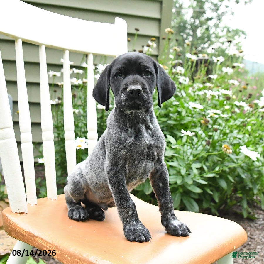 German Shorthaired Pointer dogs Remi  - Ad 2