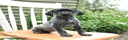 German Shorthaired Pointer dogs for sale: Remi  - Ad 2