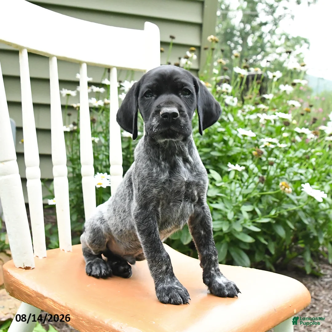 German Shorthaired Pointer dogs for sale: Remi  - Ad 2