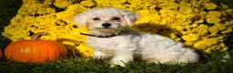 Maltese dogs for sale: Mason 🦴 - Ad 3