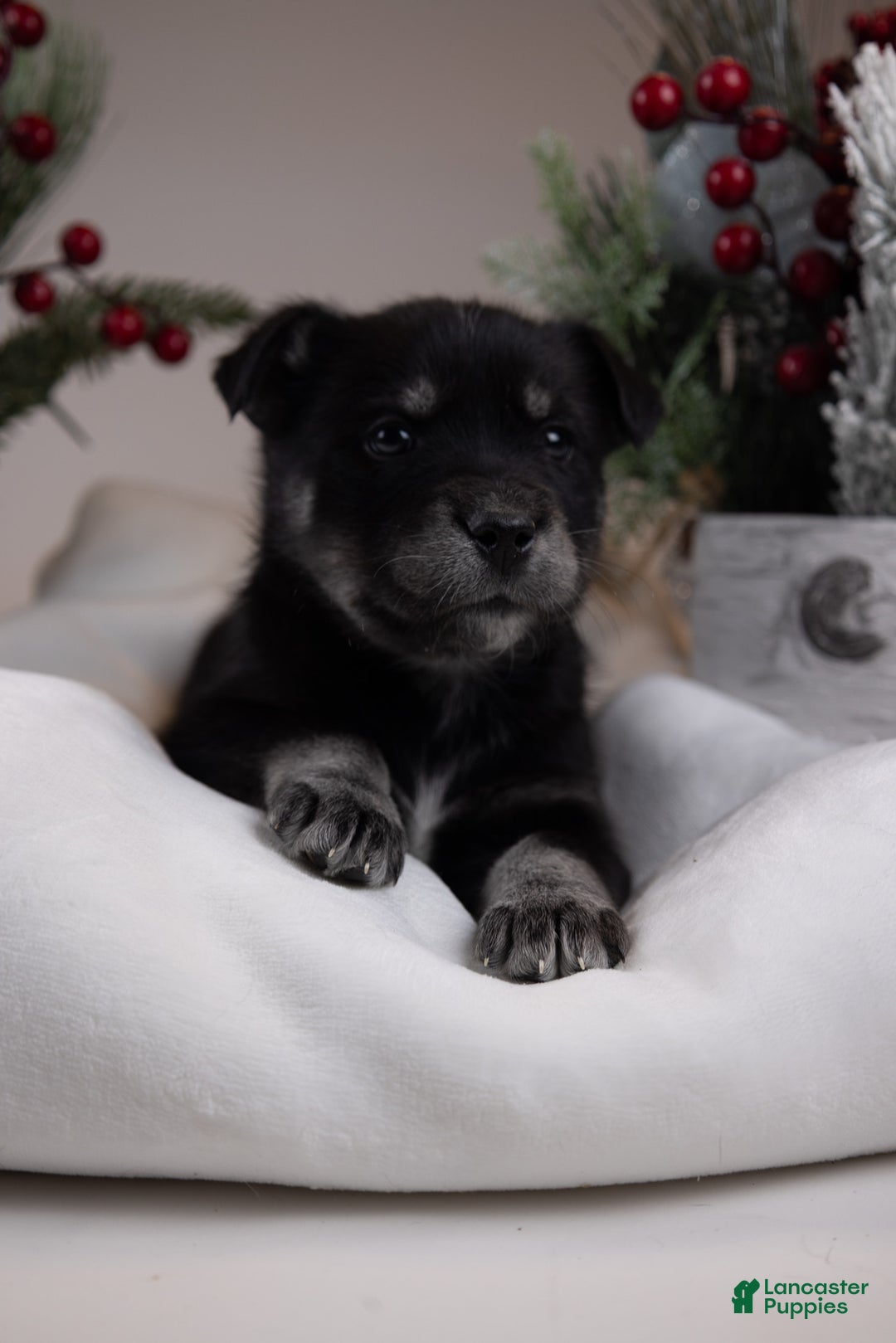 Goberian dogs for sale: Bear - Ad 40