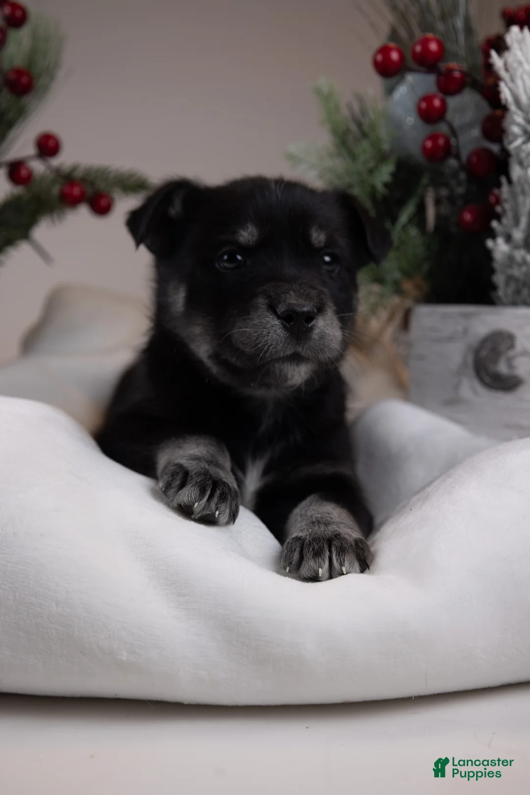 Goberian dogs for sale: Holly - Ad 40