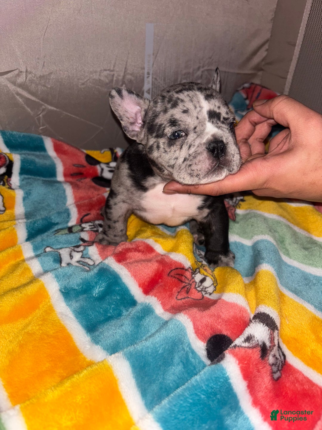 American Bully dogs for sale: American Bully Puppy 1 - Ad 3