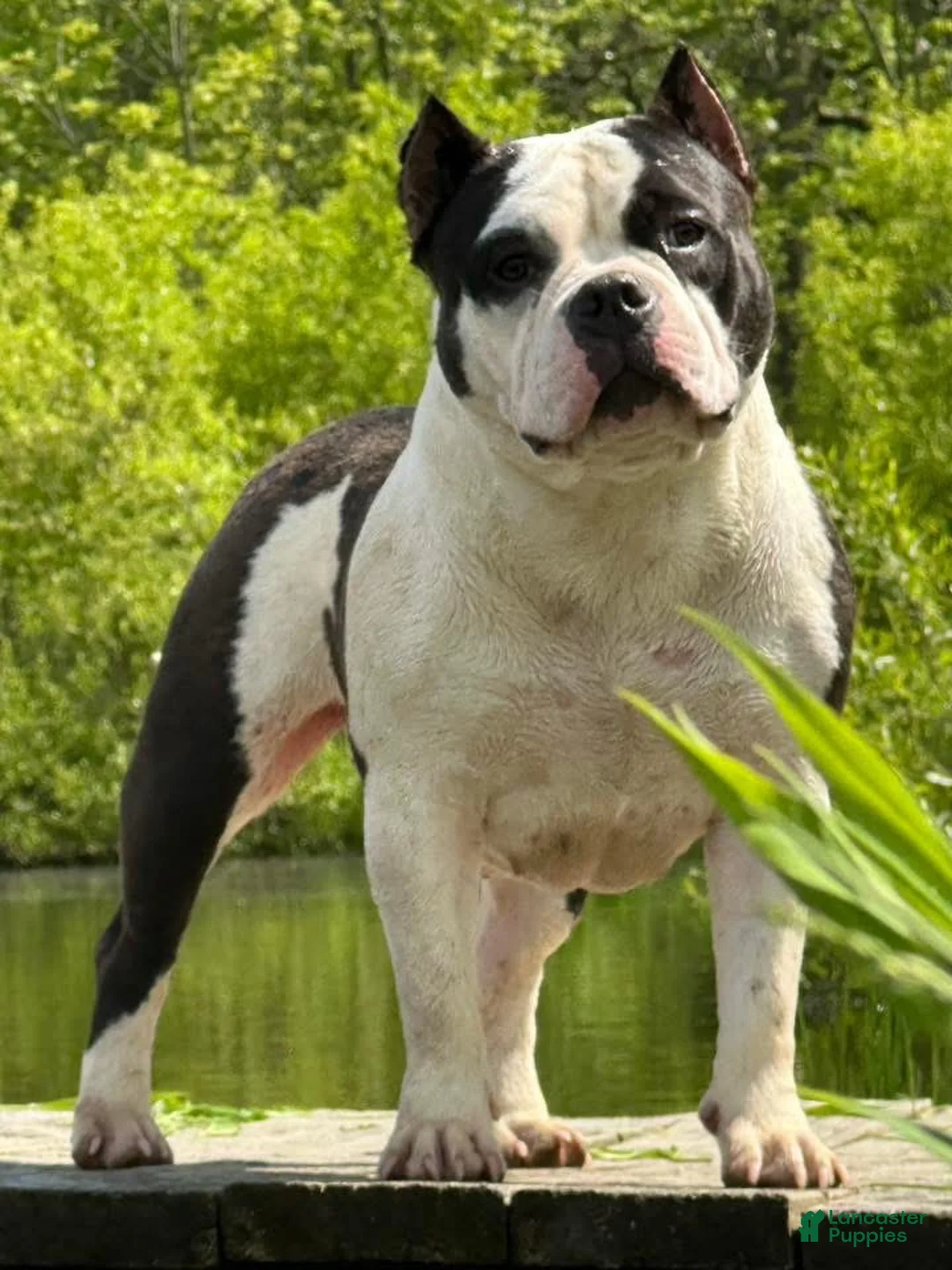 American Bully dogs for sale: Poppy - Ad 1