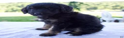 Mini Bernedoodle dogs for sale: Forest - Ad 5