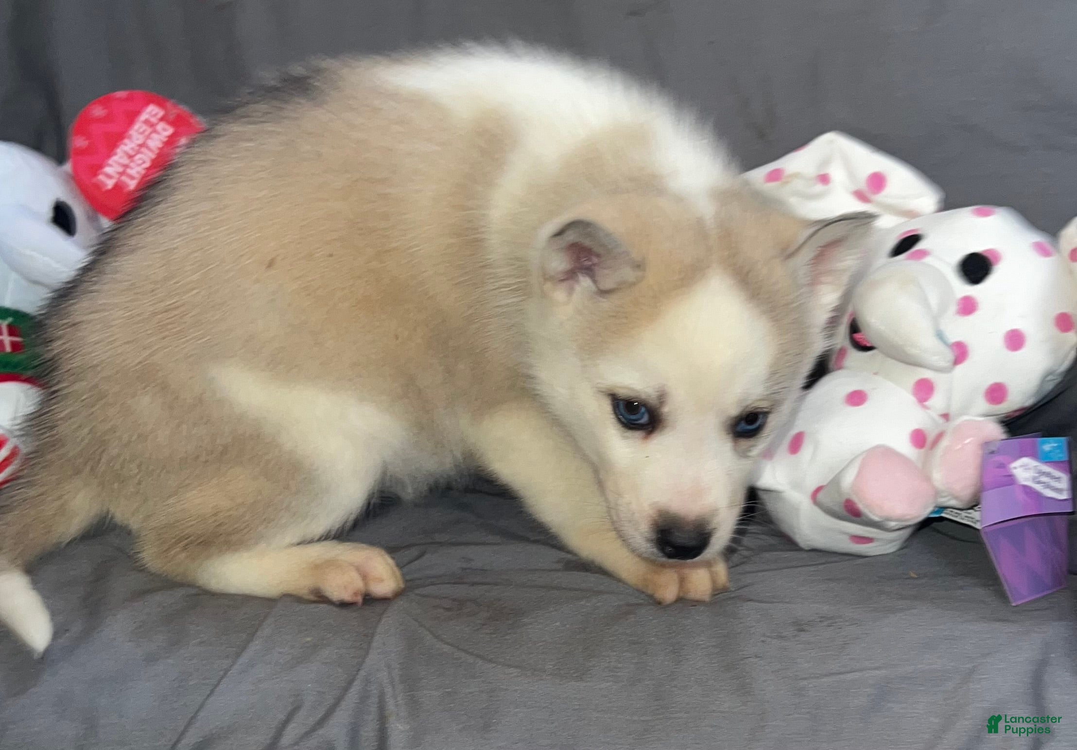 Siberian Husky dogs Siberian Husky Luna - Ad 2