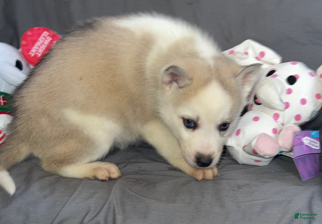 Siberian Husky dogs for sale: Siberian Husky Luna - Ad 1