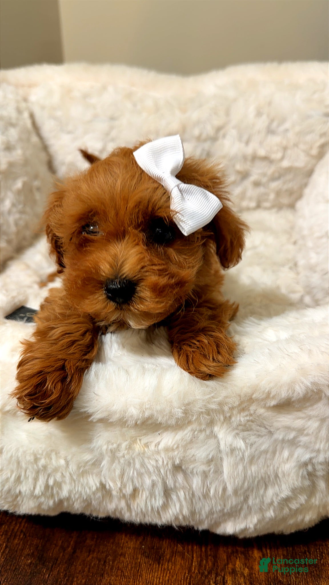Toy Poodle dogs Luna  - Ad 4