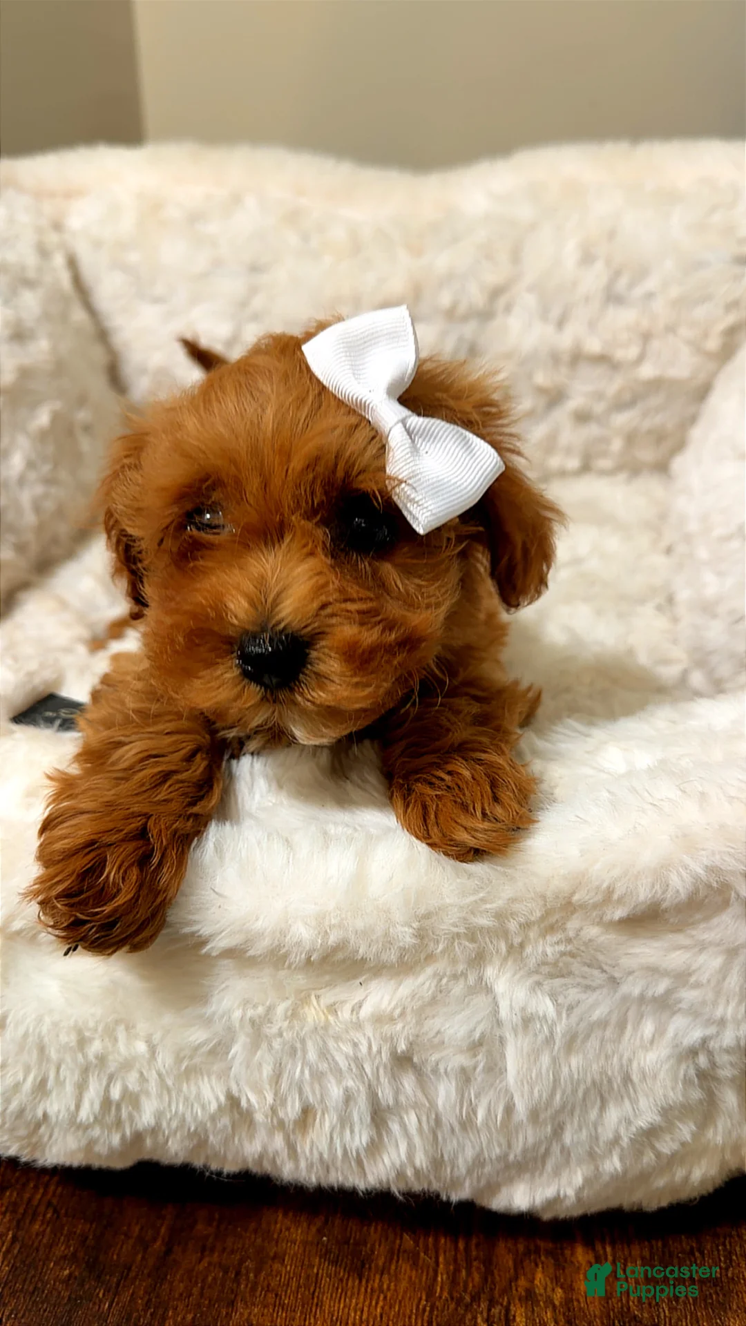 Toy Poodle dogs for sale: Luna  - Ad 1