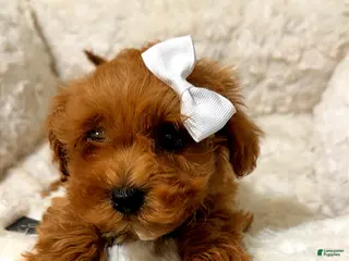 Toy Poodle dogs Luna - Ad 6
