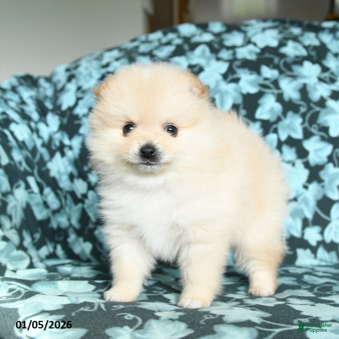 Pomeranian dogs for sale: Teddy - Ad 4