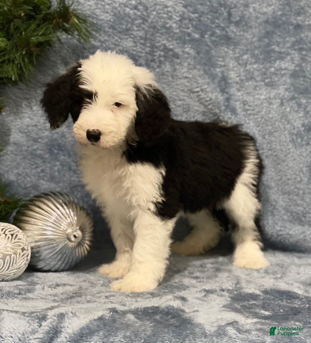 Sheepadoodle dogs for sale: Knox - Ad 3