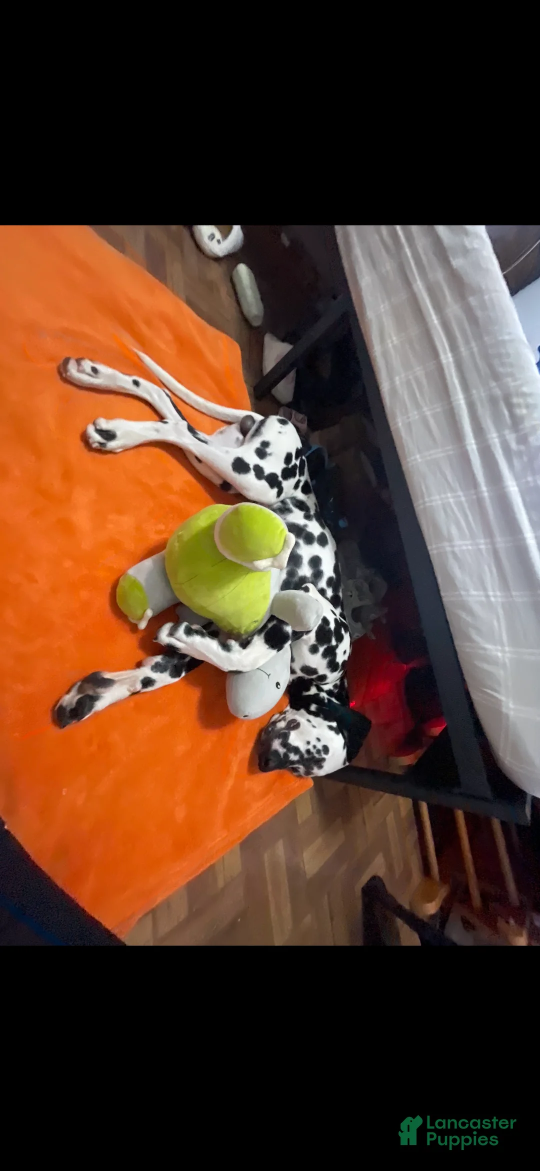 Dalmatian dogs for sale: Dalmatian Puppy 1 - Ad 3