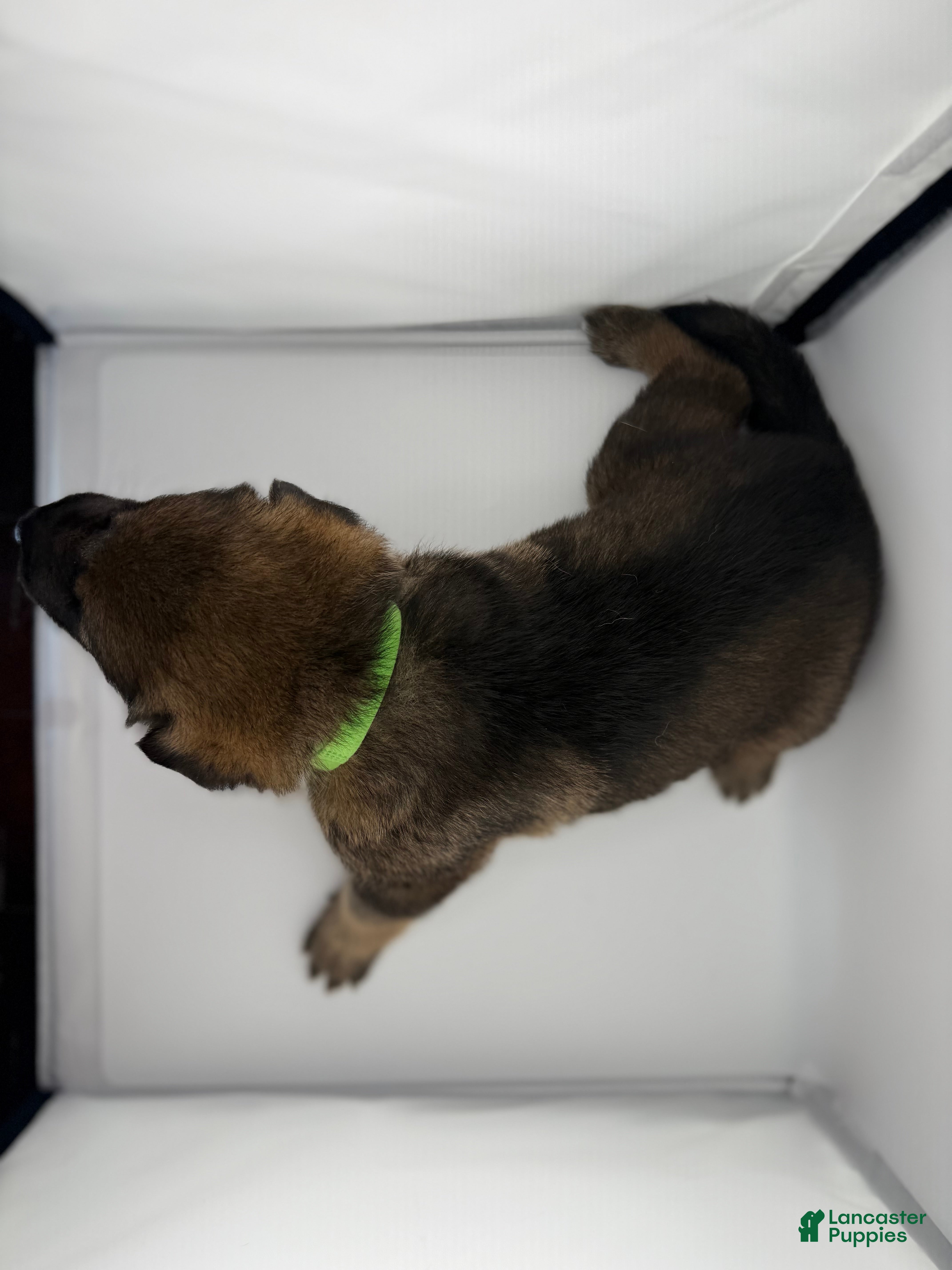 German Shepherd dogs Dutch - Ad 2