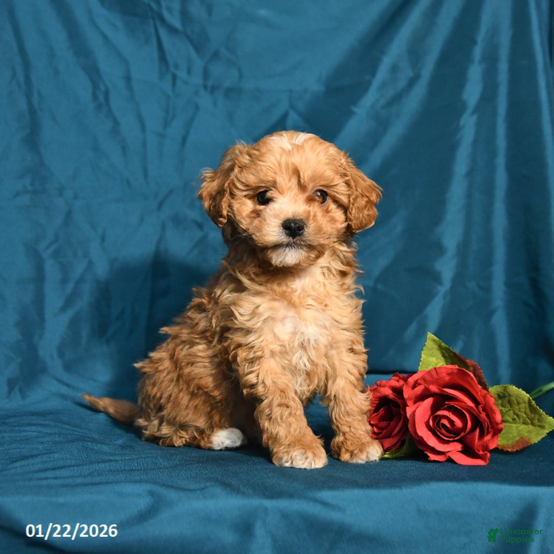 Shihpoo dogs for sale: Blake - Ad 2