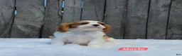 Cavalier King Charles Spaniel dogs for sale: Marlo - Ad 4