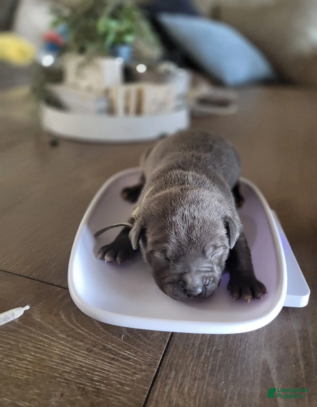 American Bully dogs for sale: Crestone - Ad 1