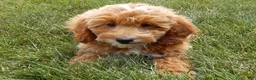 Mini Goldendoodle dogs for sale: Tommy - Ad 4