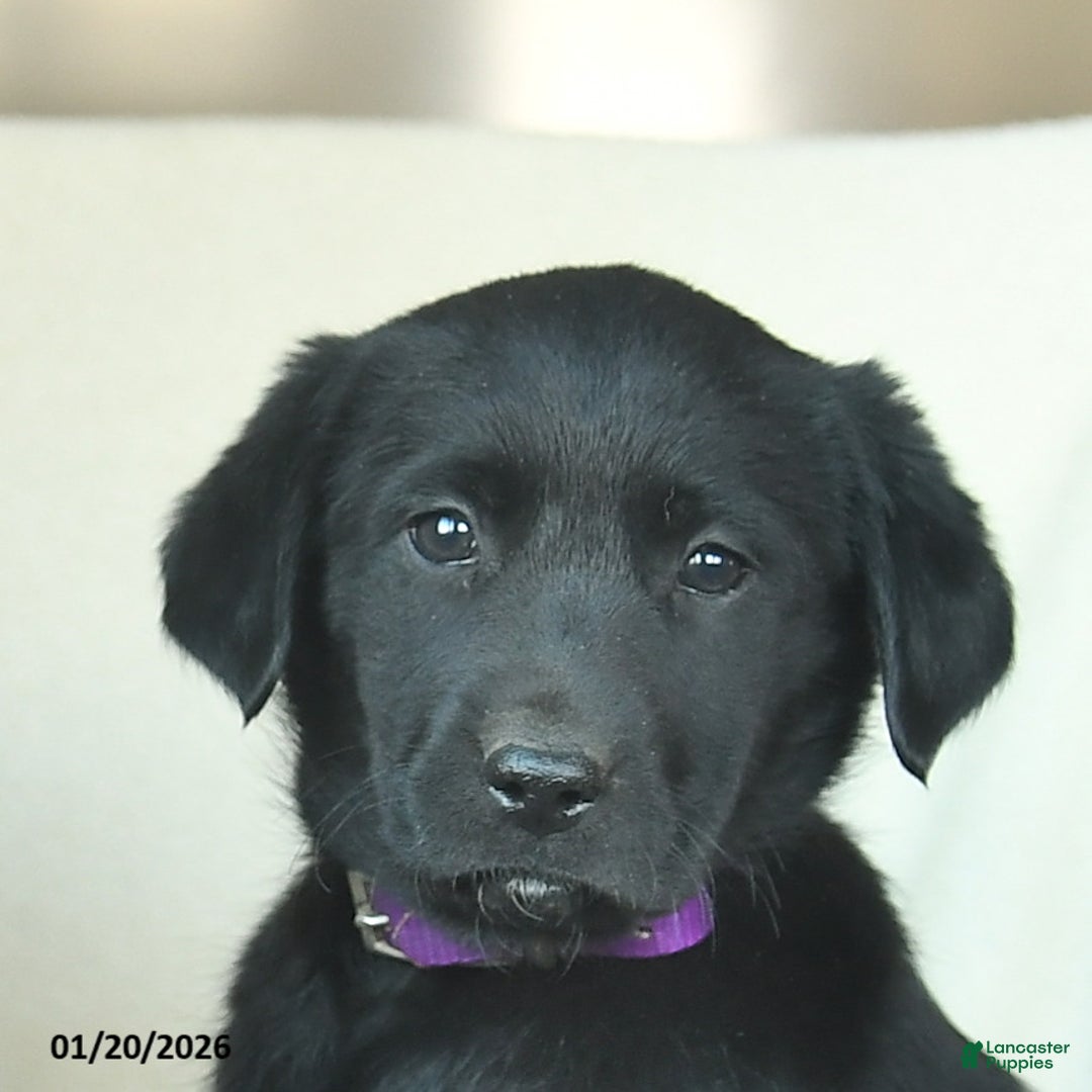 Labrador Retriever dogs for sale: Julia  - Ad 5