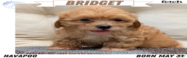 Bridget
