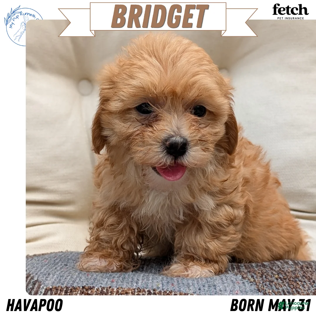 Havapoo dogs for sale: Bridget - Ad 1