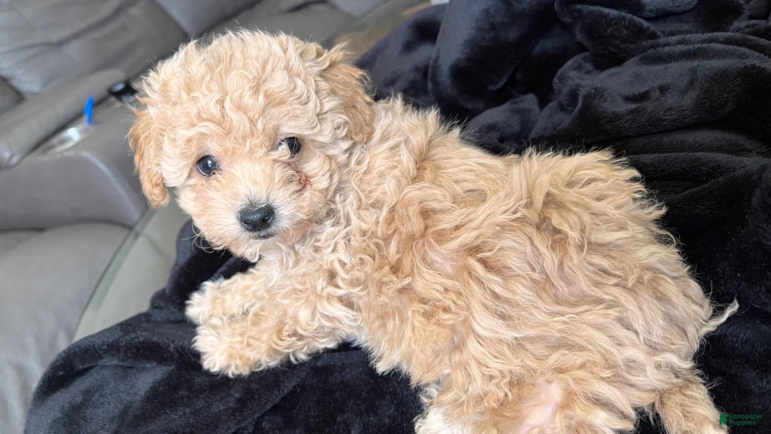 Bichpoo dogs for sale: Harlow - Ad 17