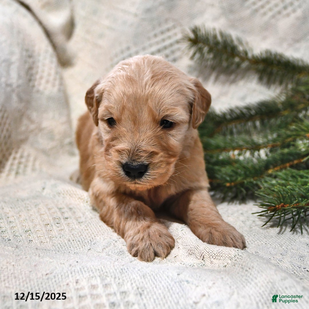 Goldendoodle dogs for sale: Bowser - Ad 3