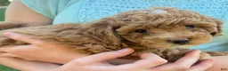 Shihpoo dogs for sale: Shiloh F1B shihpoo - Ad 9