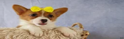 Welsh Corgi Pembroke dogs for sale:  Yvonne 🎀 - Ad 10