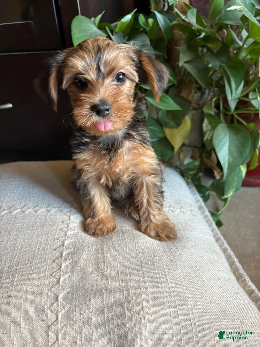 Yorkshire Terrier dogs for sale: Yorkshire Terrier Girl - Ad 1