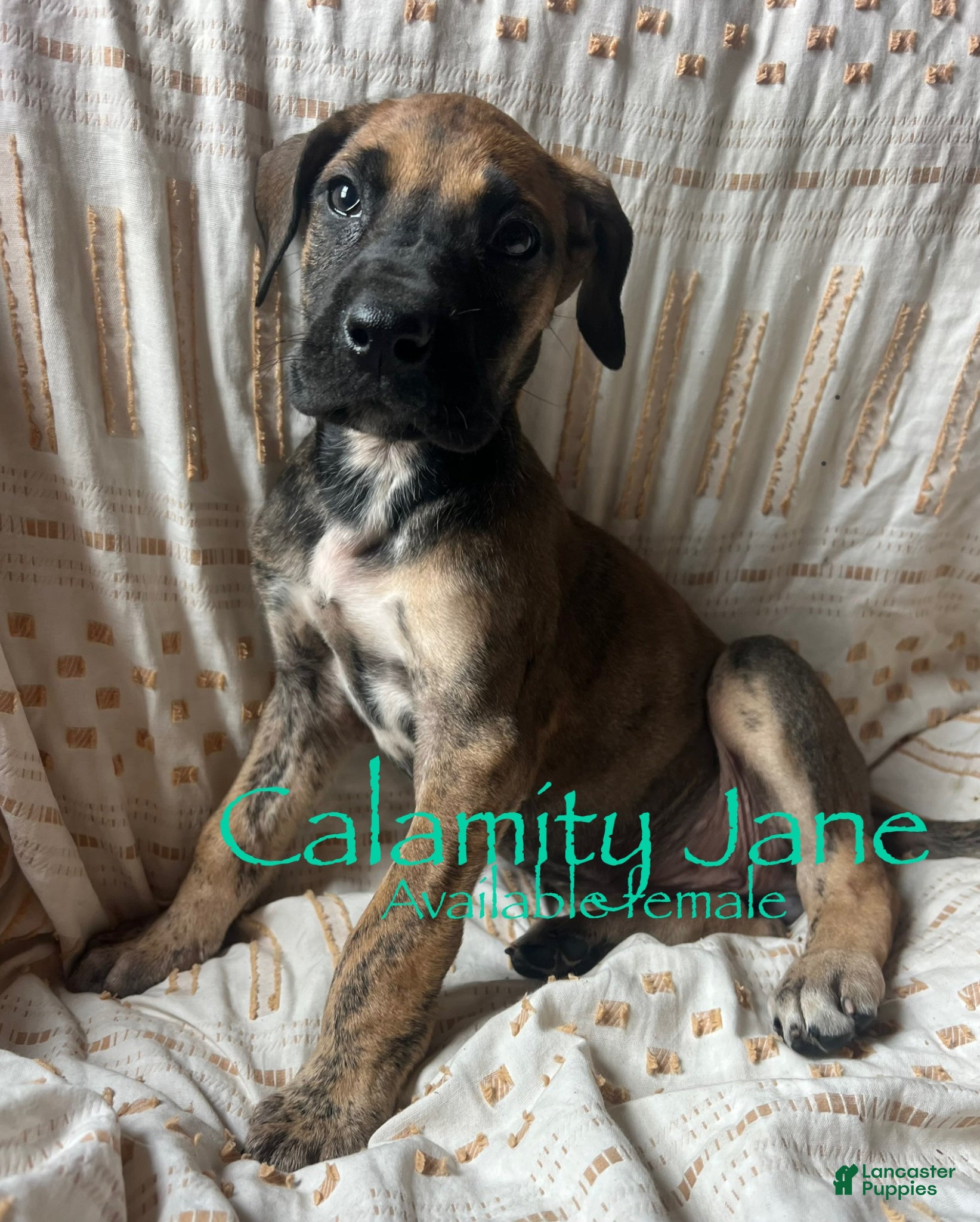 Great Dane dogs Calamity Jane - Ad 9