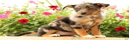 Miniature Australian Shepherd dogs for sale: Bea - Ad 7