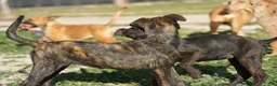 Dutch Shepherd dogs for sale: Dutch brindle F - Ad 16