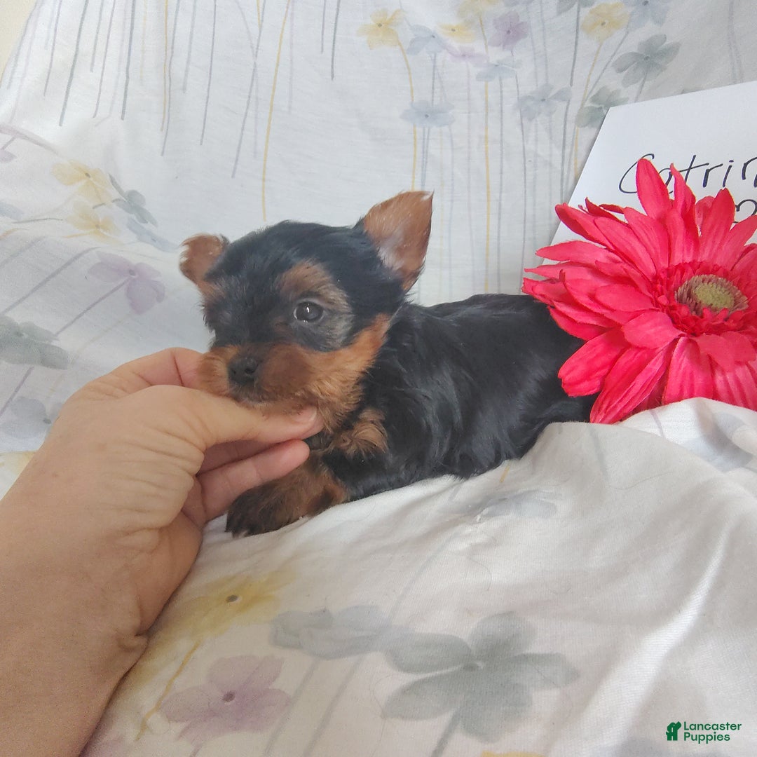Yorkshire Terrier dogs for sale: Catrina - Ad 4