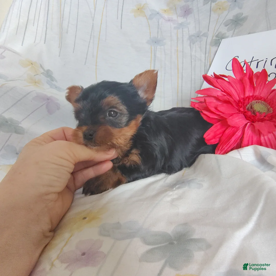Yorkshire Terrier dogs for sale: Charlie - Ad 15