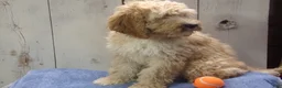 Cockapoo dogs for sale: Boone - Ad 5