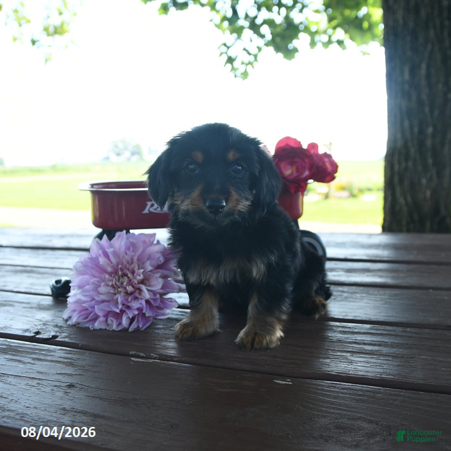 Yorkshire Terrier dogs Tabitha - Ad 1