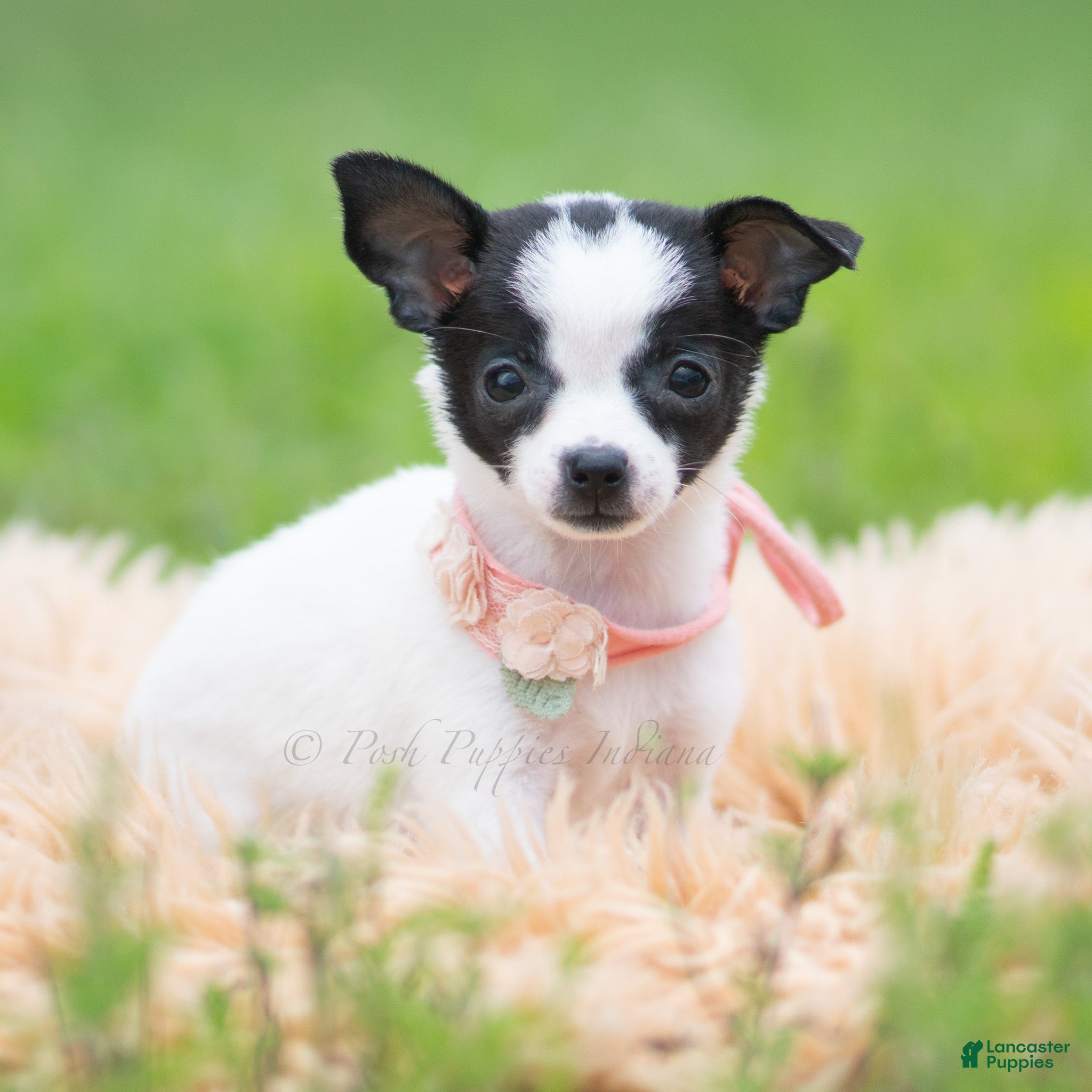 Chihuahua dogs Chickie - Ad 37
