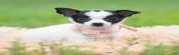 Chihuahua dogs for sale: Chickie - Ad 1