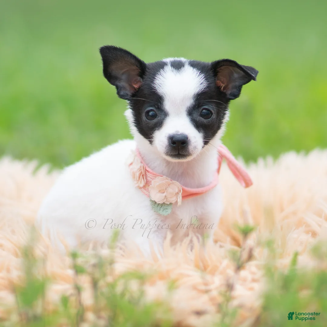 Chihuahua dogs for sale: Chickie - Ad 1