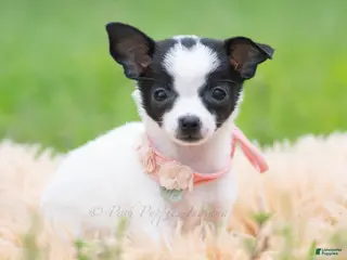 Chihuahua dogs Chickie - Ad 7