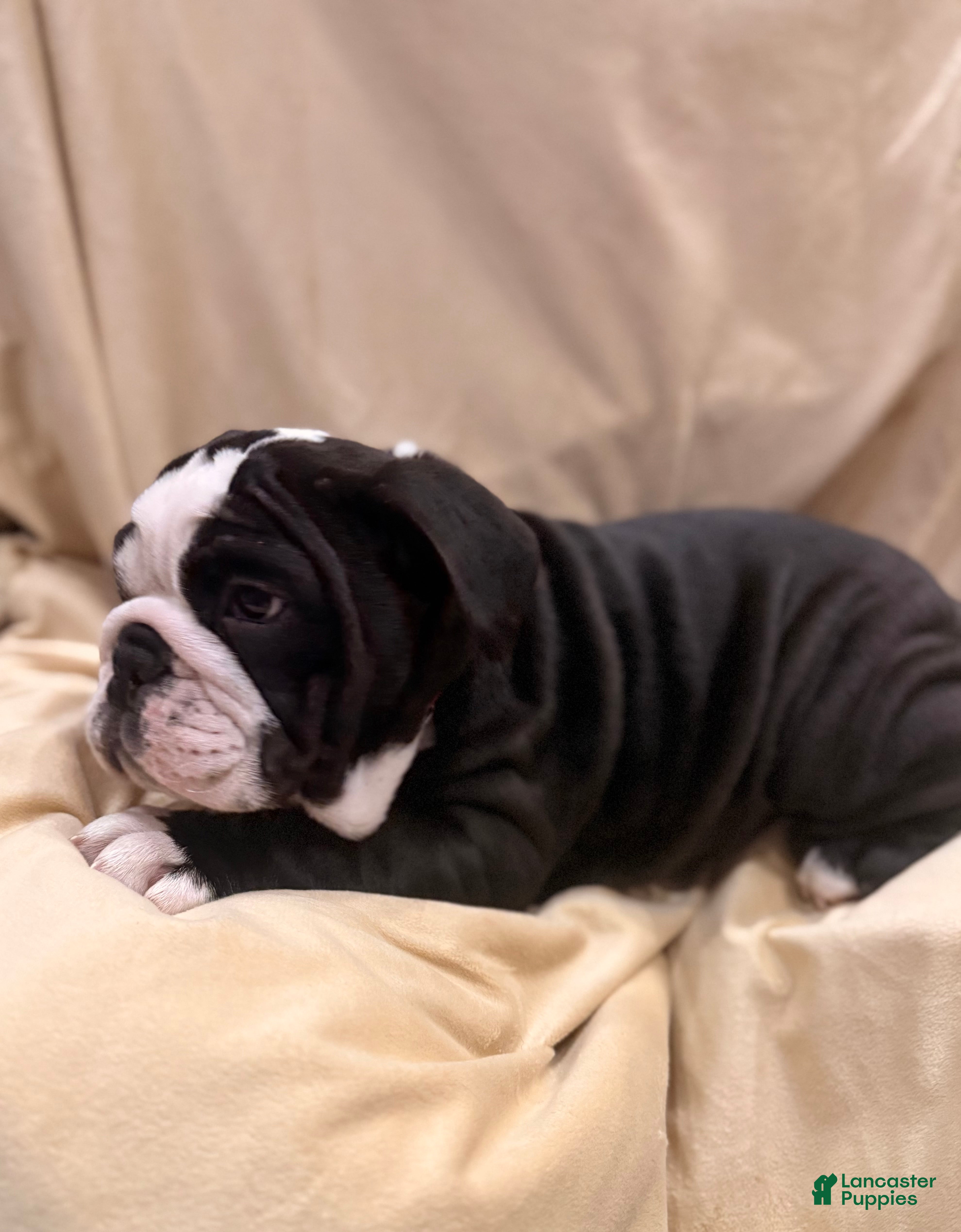 English Bulldog dogs Cindy Lou  - Ad 2