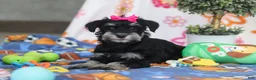 Miniature Schnauzer dogs for sale: Iris - Ad 7