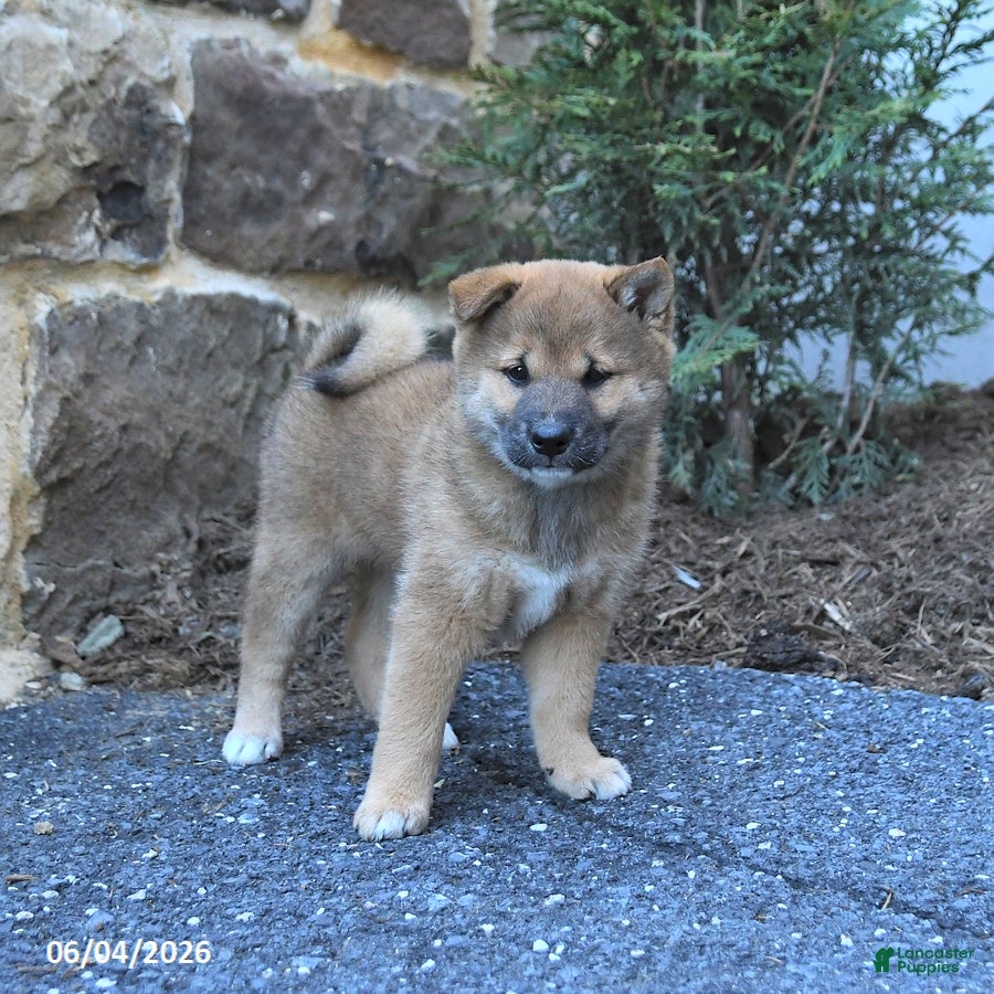Shiba Inu dogs for sale: Sheriff - Ad 5
