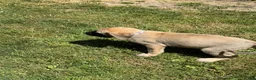 English Mastiff dogs for sale: Puppy 1 - Ad 3