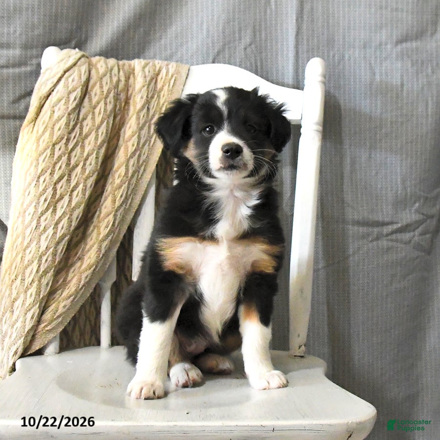 Miniature Australian Shepherd dogs for sale: Tulip - Ad 2